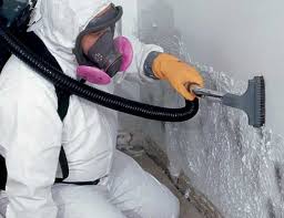 Best Basement Mold Removal  in Warrenton, MO